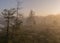 Bog landscape in the morning mist, blurred swamp pine contours, bog vegetation, sunrise over the bog