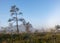 Bog landscape in the morning mist, fuzzy swamp pine contours, bog-specific plant vegetation