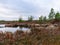 Bog landscape with red mosses, small bog pines