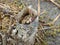 Bog landscape in spring, bog texture, bog trees, grass and moss, bog plants