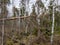 Bog landscape in spring, bog texture, bog trees, grass and moss, bog plants