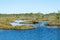 bog landscape, spring-colored bog vegetation, small bog lakes, islands covered with small bog pines, grass, moss