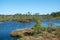 bog landscape, spring-colored bog vegetation, small bog lakes, islands covered with small bog pines, grass, moss