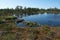 bog landscape, spring-colored bog vegetation, small bog lakes, islands covered with small bog pines, grass, moss