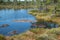 bog landscape, spring-colored bog vegetation, small bog lakes, islands covered with small bog pines, grass, moss