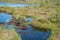 bog landscape, spring-colored bog vegetation, small bog lakes, islands covered with small bog pines, grass, moss