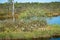 bog landscape, spring-colored bog vegetation, small bog lakes, islands covered with small bog pines, grass, moss