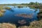 bog landscape, spring-colored bog vegetation, small bog lakes, islands covered with small bog pines, grass, moss