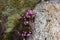 Bog Laurel - California