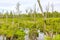 Bog moor swamp pond river lake green plants forest Germany