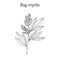 Bog-myrtle myrica gale , or sweetgale, medicinal plant
