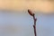 Bog myrtle, Myrica gale, twig with bud, with soft blue and yellow background. Used in brewing beer and as a medicine