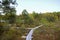 Bog in North Europe. Low nutrient bog has mainly stunted trees and moss