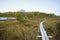 Bog in North Europe. Low nutrient bog has mainly stunted trees and moss