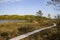 Bog in North Europe. Low nutrient bog has mainly stunted trees and moss