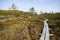 Bog in North Europe. Low nutrient bog has mainly stunted trees and moss