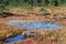 Bog pool on raised bog