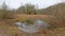 Bog with reed and trees reflecting in the water in a forest in Estonia