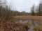 Bog with reed and trees reflecting in the water in a forest in Estonia