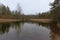 Bog with reedand trees reflecting in the water in a forest in Estonia