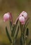 Bog rosemary