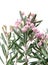 Bog-rosemary