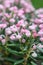 Bog-rosemary Andromeda polifolia Blue Ice, pink flowers