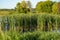 Bog with tall grasses, trees, and cattails on a late afternoon in summer in Minnesota