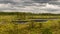 Bog vegetation background, bog grass, plants, water, moss, summer in the bog