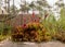 Bog vegetation background, bog grass, plants, water, moss, summer in the bog