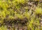 Bog vegetation background, bog grass, plants, water, moss, summer in the bog