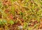 Bog vegetation background, bog grass, plants, water, moss, summer in the bog