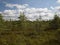 Bog view, bog pines, grass, sunny day, many clouds