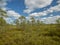 Bog view, bog pines, grass, sunny day, many clouds