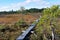 Bog with wooden hiking trail