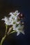 Bogbean, menyanthes trifoliata, water plant with a beautiful fl