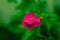 Bogenvile Flowers, has a charming color