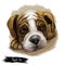 Boggle Dog cross breed of Boston Terrier and Beagle isolated digital art illustration. Hand drawn dog muzzle portrait, puppy cute