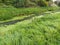 Boggy forest lake. Swamp with duckweed. A beautiful calm place. Standing water in a reservoir. Green dense grass on the shore.