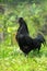 Bogor, August 21, 2021. Dark black cemani chicken. the bones and flesh are black