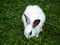 BOGOR, INDONESIA - AUGUST 01, 2017: A close photo of white rabbit