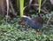 BogotÃ¡waterral, Bogota Rail, Rallus semiplumbeus