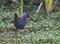 BogotÃ¡waterral, Bogota Rail, Rallus semiplumbeus