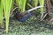 BogotÃ¡waterral, Bogota Rail, Rallus semiplumbeus