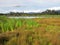 BogotÃ¡waterral leefgebied; Bogota Rail habitat