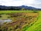 BogotÃ¡waterral leefgebied; Bogota Rail habitat