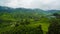 Boh Tea Plantation in Cameron Highland