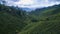 Boh Tea Plantation in Cameron Highland