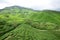 Boh Tea Plantation, Sungai Palas