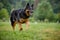 Bohemian shepherd dog running on green lawn against blurred green forest.